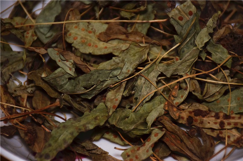 客家草药-鸭脚草