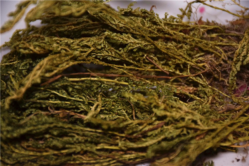 蜜果优养生药膳-翠羽草