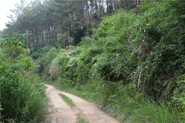 蜜果优深山农场-山路