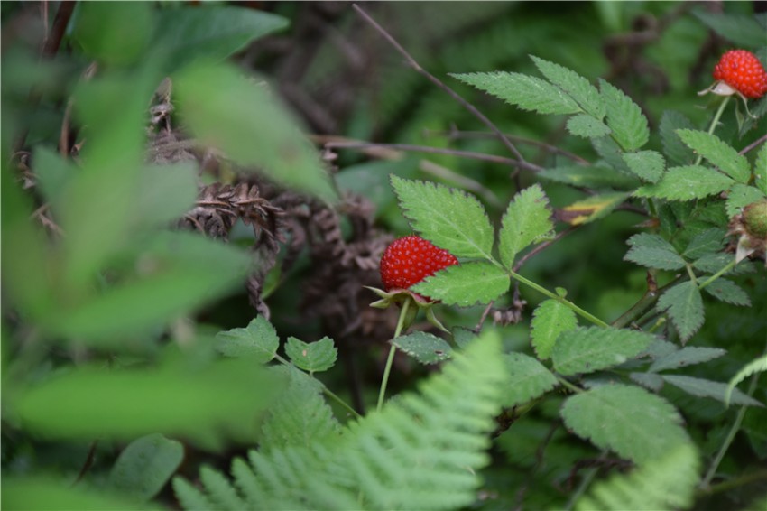 蜜果优山莓