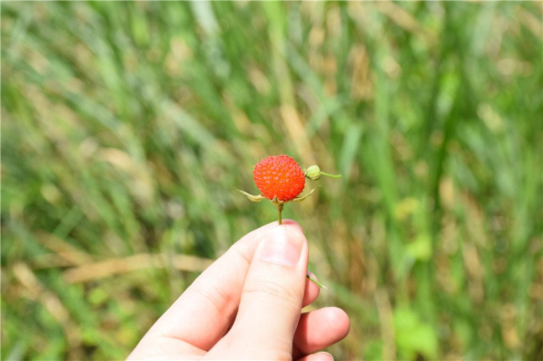 蜜果优深山农场-路边覆盆子