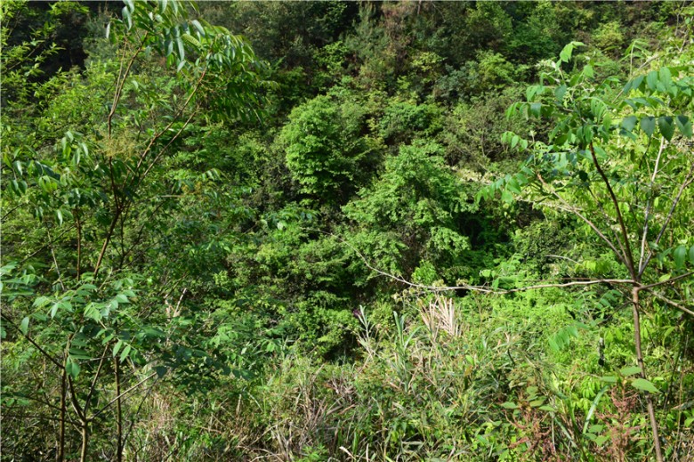 蜜果优深山农场-路边