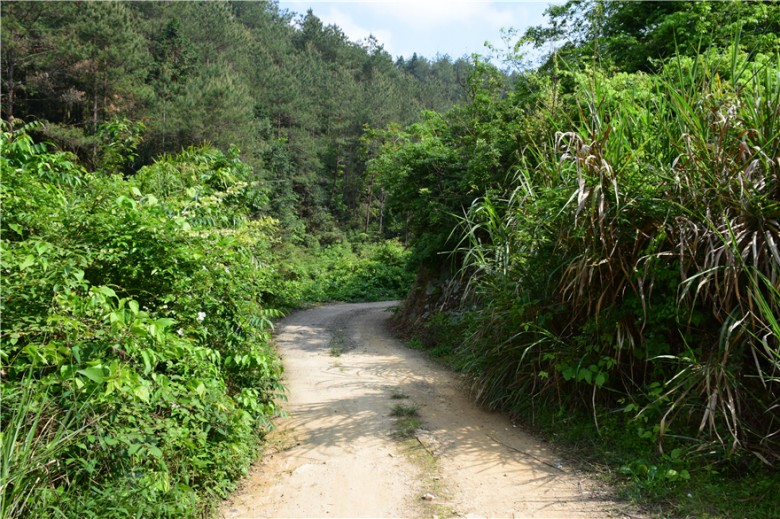 蜜果优深山农场-山路