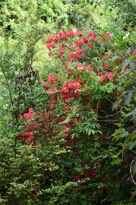 蜜果优深山农场-杜鹃花