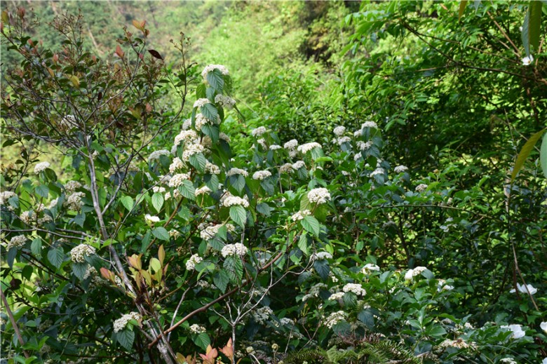 蜜果优深山农场-野花