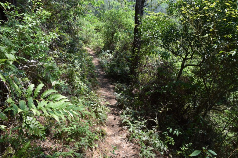 蜜果优深山农场-北区森林