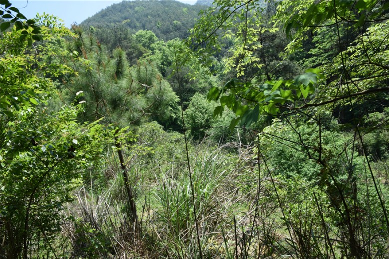 蜜果优深山农场-北区森林