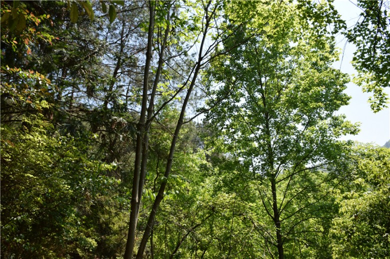 蜜果优深山农场-北区森林