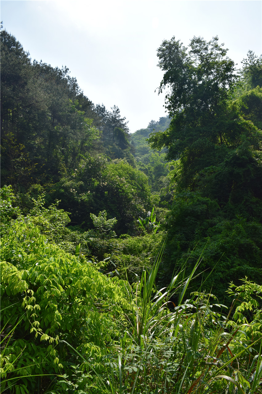 蜜果优农场山坳