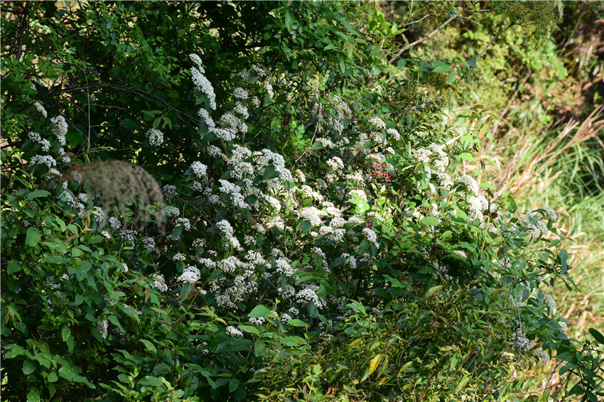 蜜果优农场野花