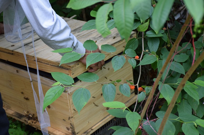 蜜果优深山蜂场