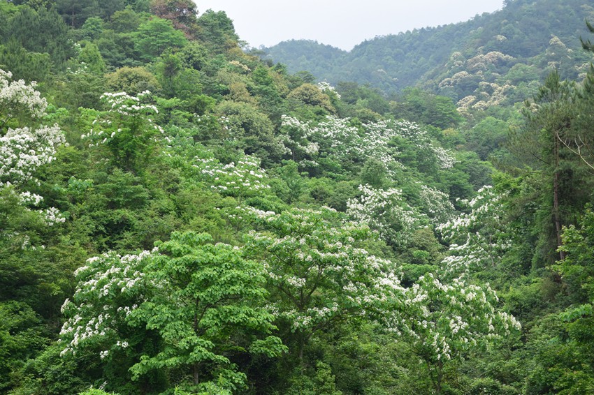 蜜果优深山农场-百花齐放