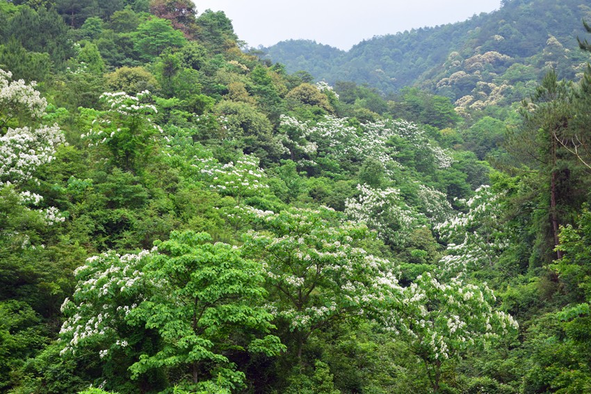 蜜果优农场山谷