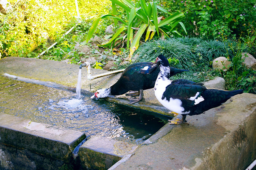 蜜果优土鸭